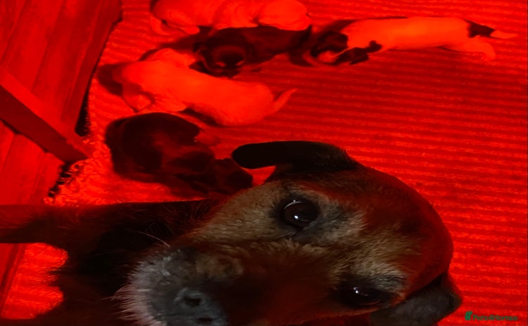 Jack Russell dogs 6 Jack Russell Puppies  - Advert 3