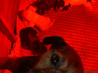 Jack Russell dogs 6 Jack Russell Puppies - Advert 10