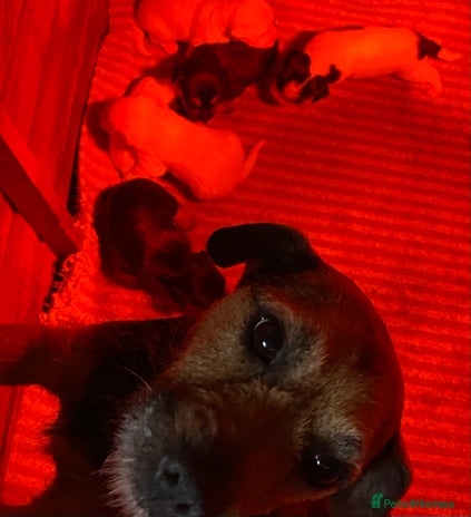 Jack Russell dogs 6 Jack Russell Puppies - Advert 1