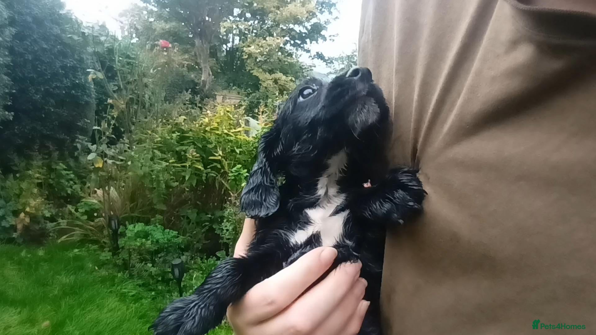Cocker Spaniel dogs Working Cocker Spaniel Boy pups All Girls reserved - Advert 4
