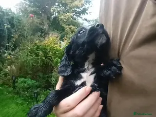 Cocker Spaniel dogs Working Cocker Dog Puppy - Advert 1
