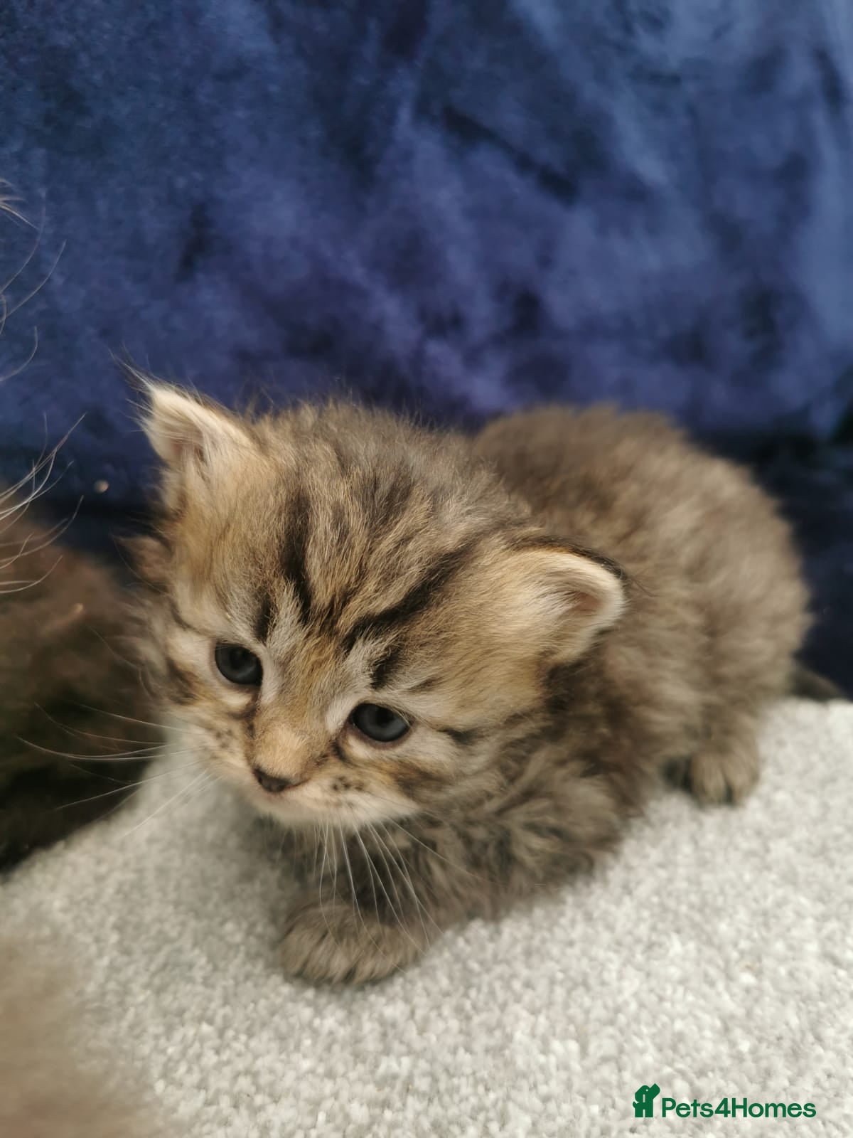 Siberian cats Registered Siberian Kittens  - Advert 2