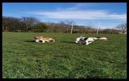 Staffordshire Bull Terrier dogs for sale: 🐾 Beautiful Staffordshire Bull Terrier Puppies 🐾 - Image 27