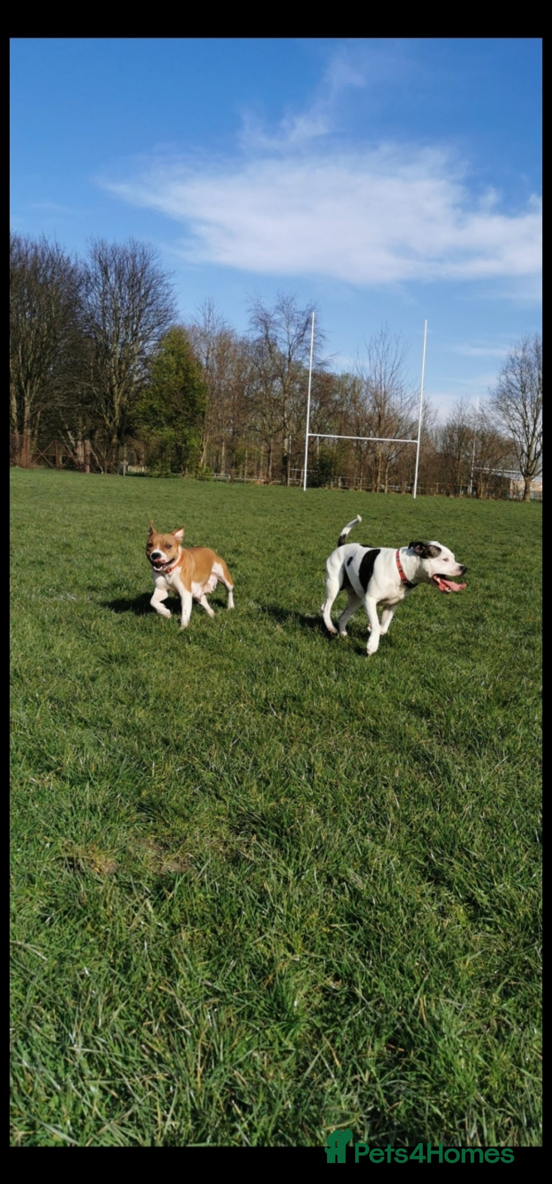Staffordshire Bull Terrier dogs for sale: 🐾 Beautiful Staffordshire Bull Terrier Puppies 🐾 - Image 27