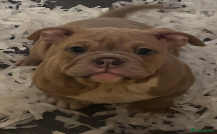 Mixed Breed dogs - Advert 1