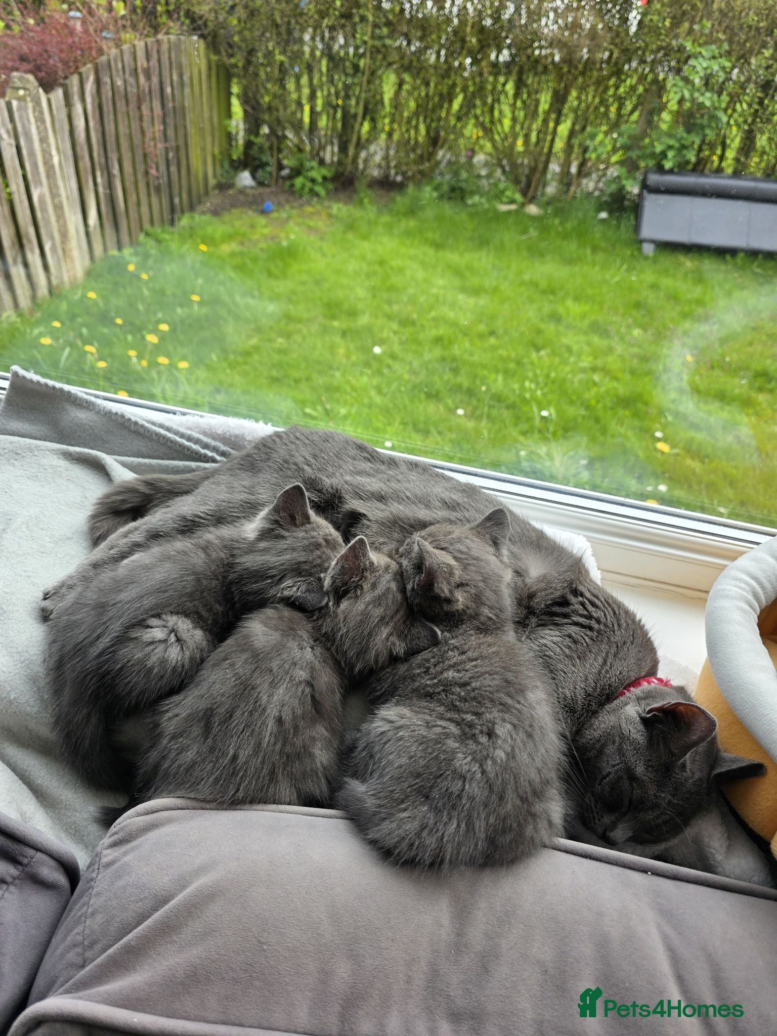 British Shorthair cats Kittens British short hair  - Advert 4