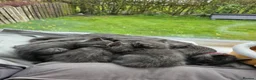British Shorthair cats for sale: Kittens British short hair  - Advert 1