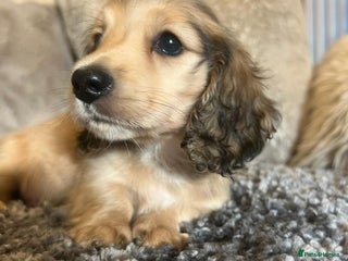 Miniature Dachshund dogs Longhairedd miniature dachshunds - Advert 4