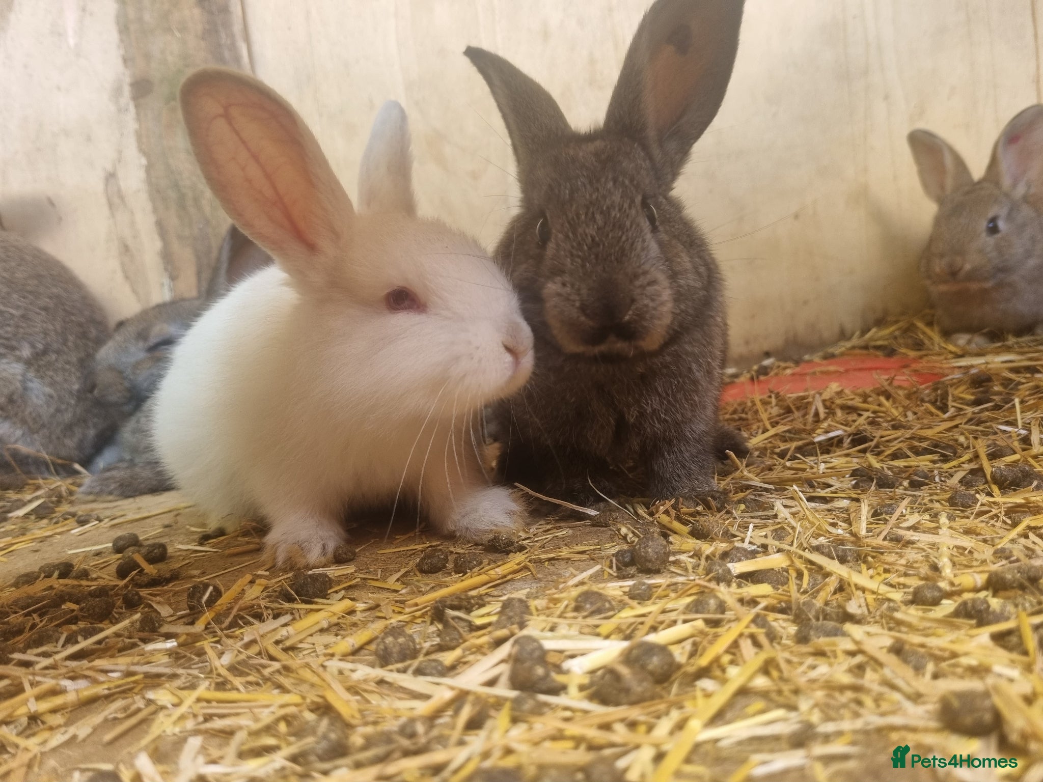 Mixed Breed rabbits Well-handled mixed bunnies  - Advert 1