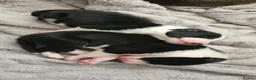 Border Collie dogs for sale: Active puppies looking for homes - Advert 12
