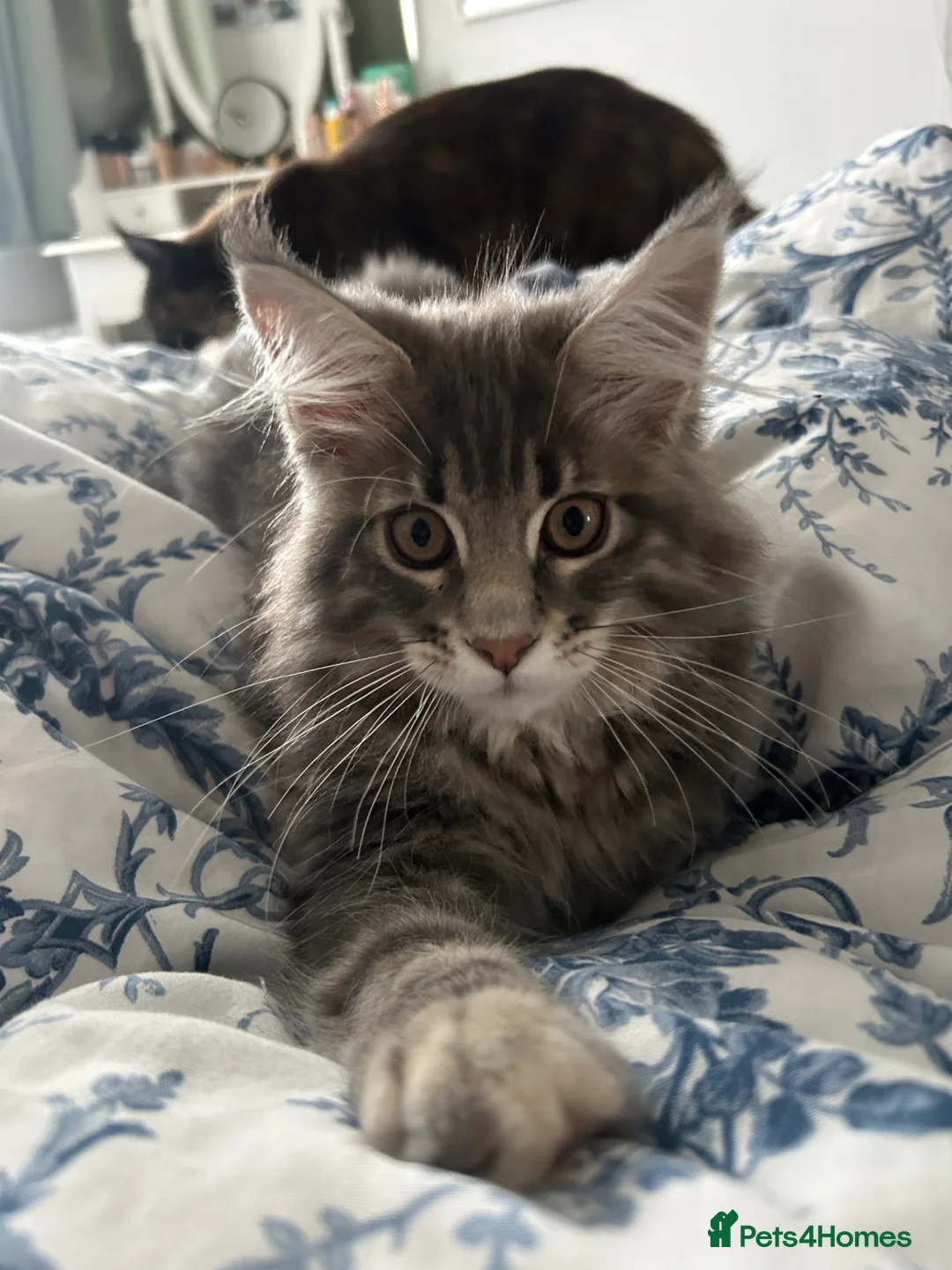 Maine Coon cats for sale: TICA reg Pedigree Maine Coon Kittens  - Advert 2