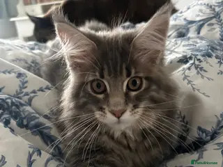 Maine Coon cats TICA reg Pedigree Maine Coon Kittens - Advert 16