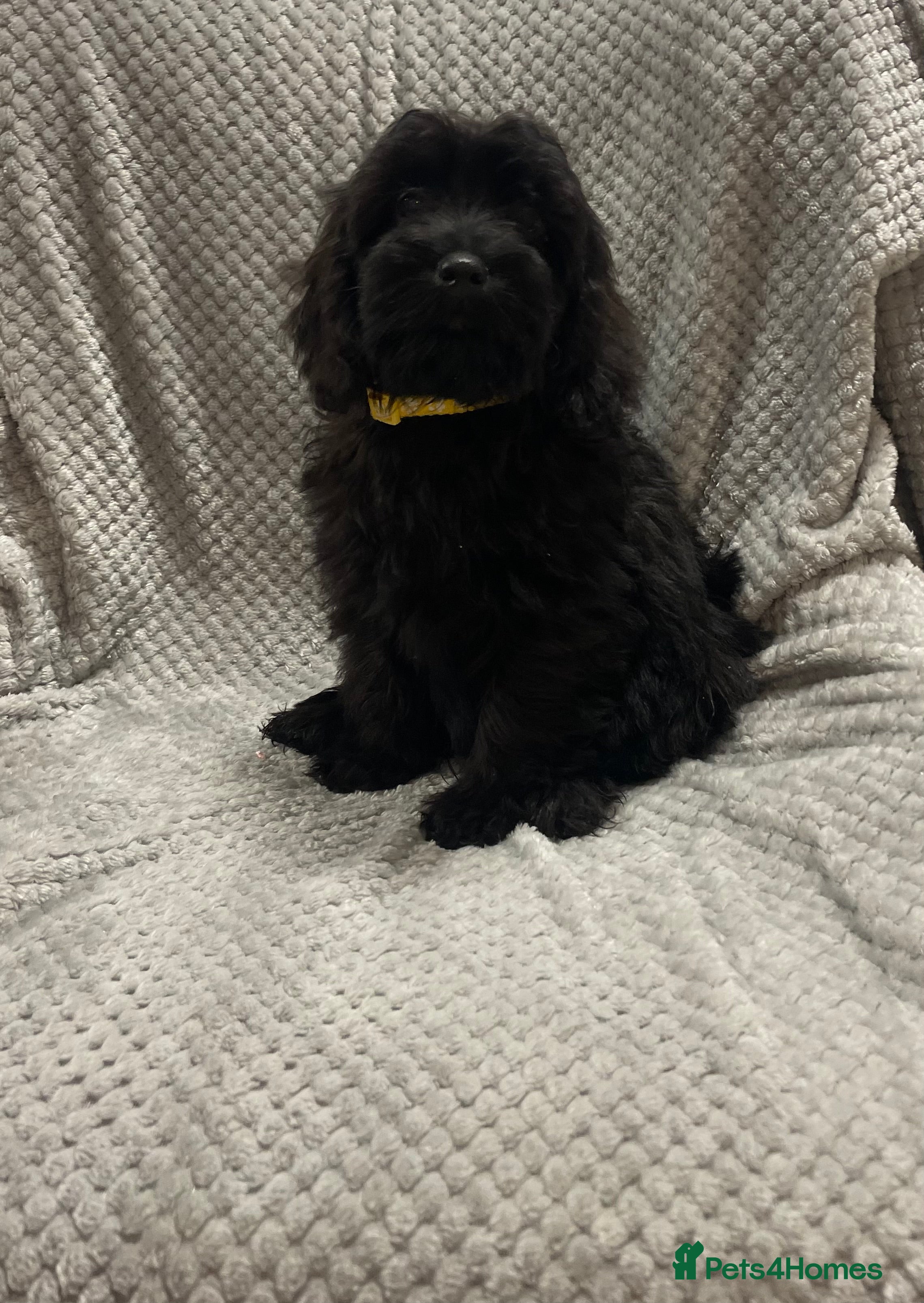 Cockapoo dogs 💙fully vaccinated beautiful boy ready now💙 - Advert 5