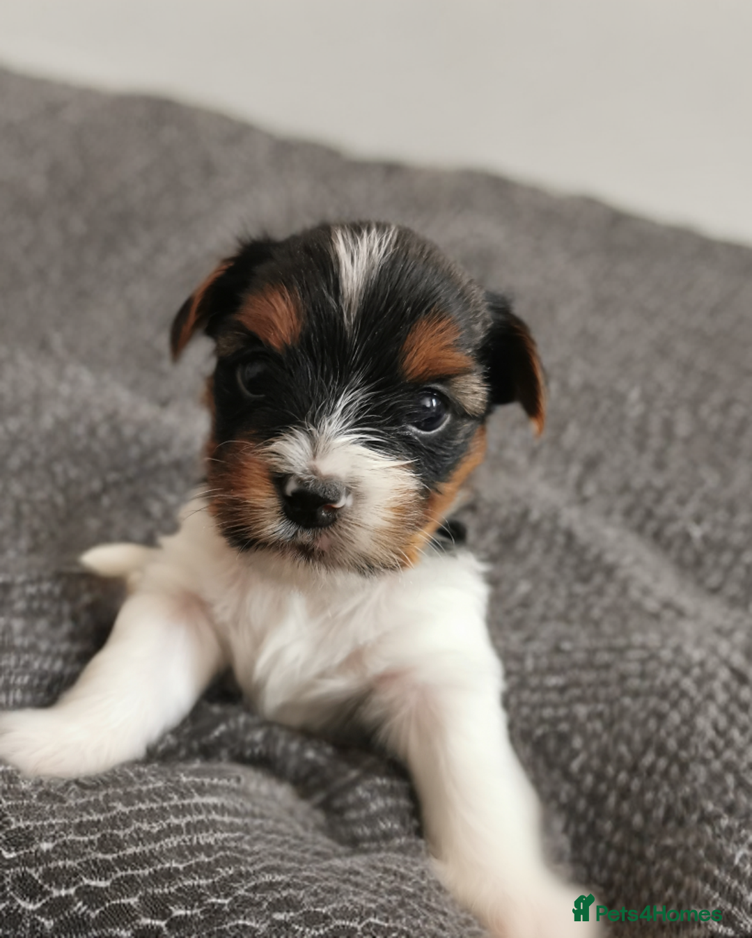 Biewer Terrier dogs for sale: Beautifull Biewer puppies 🥰 - Advert 3