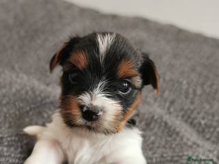 Biewer Terrier dogs Beautifull Biewer puppies 🥰 - Advert 1