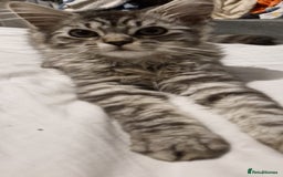 Maine Coon cats for sale: Stunning Grey & Silver Maine Coon Male - Image 4