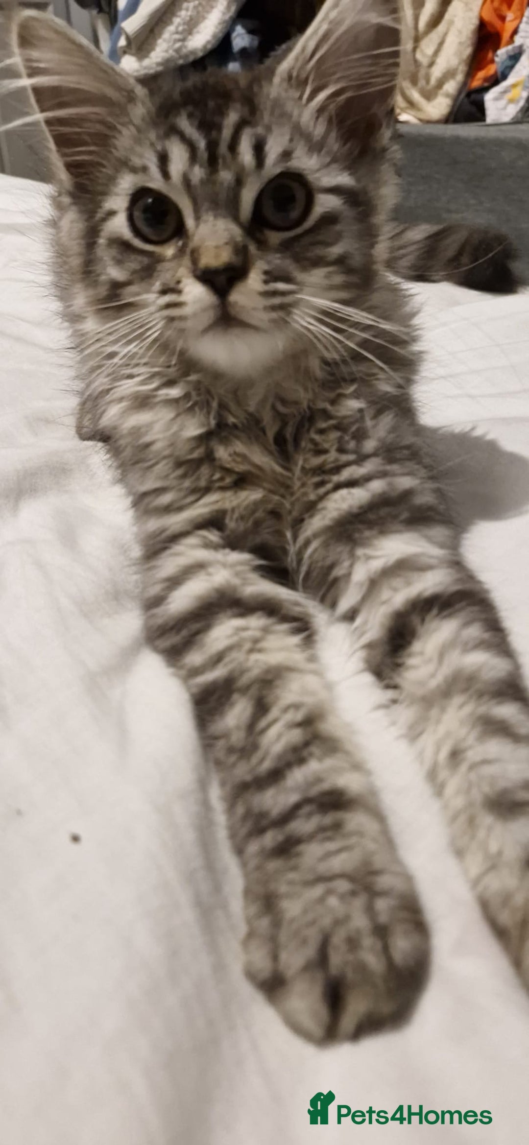 Maine Coon cats for sale: Stunning Grey & Silver Maine Coon Male - Image 4