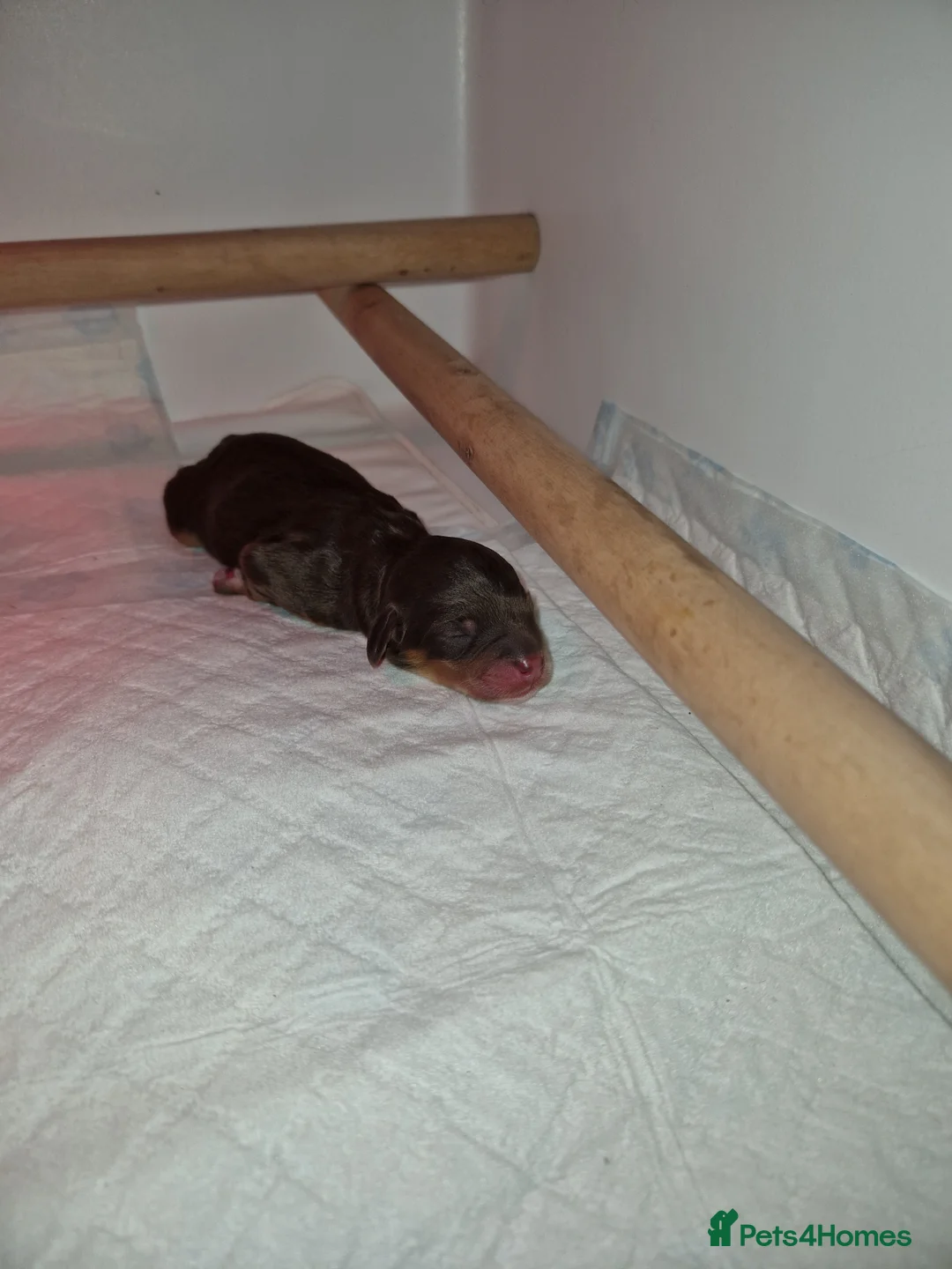 Cockapoo dogs for sale: Minature chocolate brown cockerpoo F1B - Advert 16