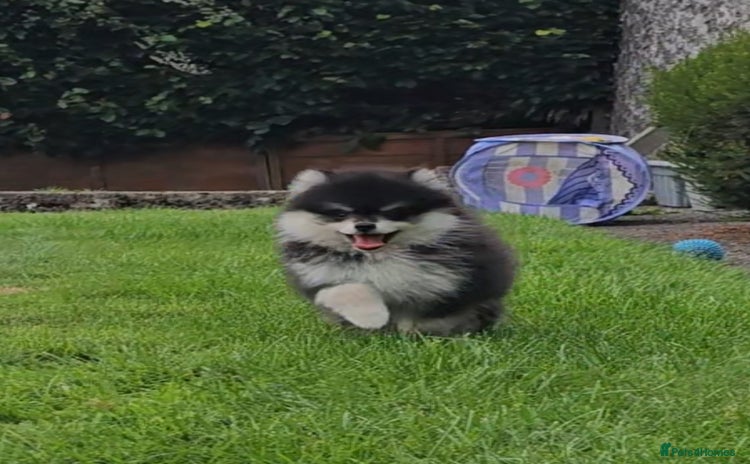 Pomsky dogs - Advert 1