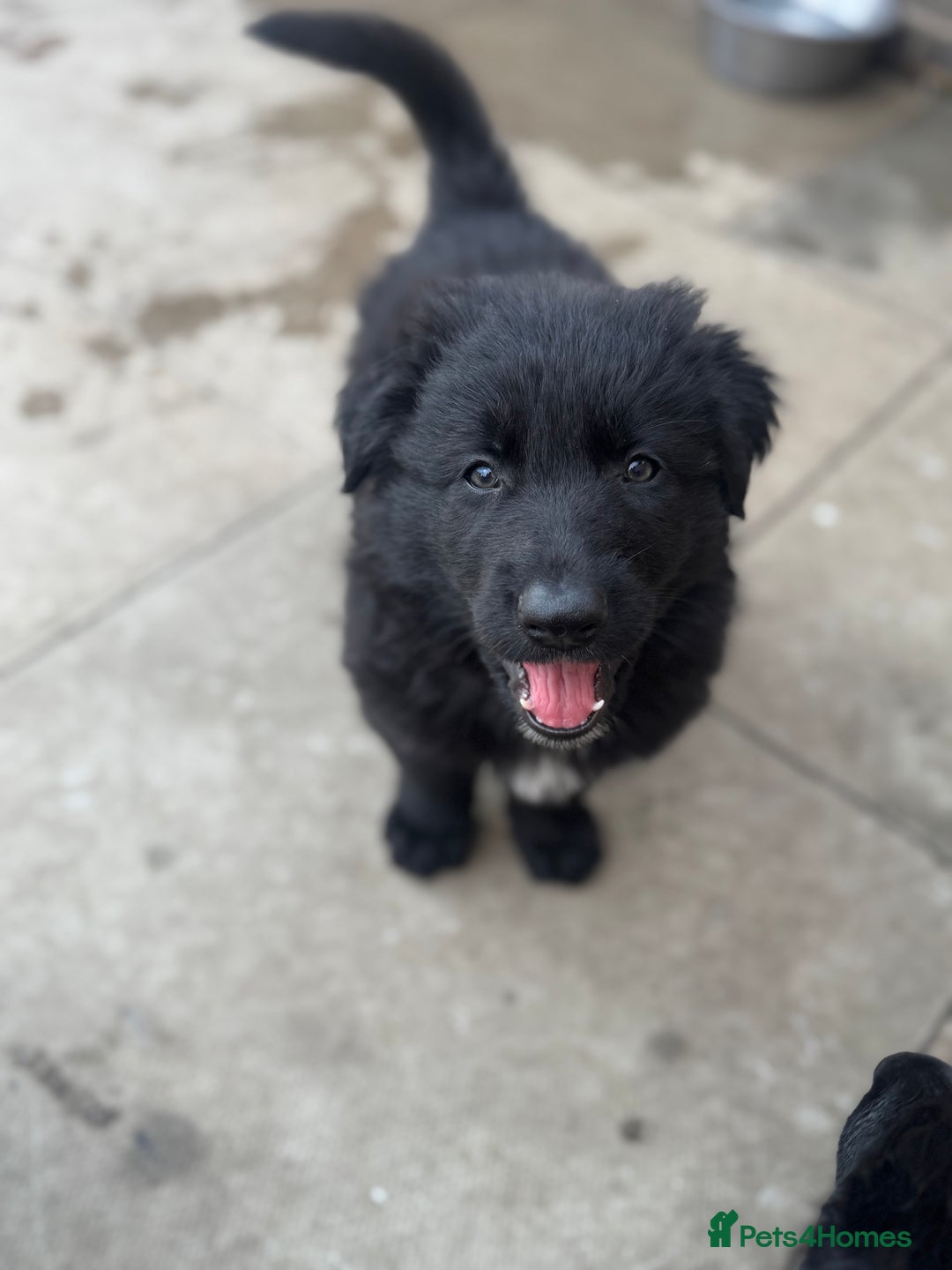 German Shepherd dogs for sale: Stunning top quality German shepherd puppies - Image 31