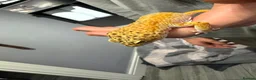 Leopard Gecko reptiles for sale: Male leopard gecko - Advert 4