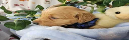 Golden Retriever dogs for sale: Adorable KC reg golden retriever puppies - Advert 6