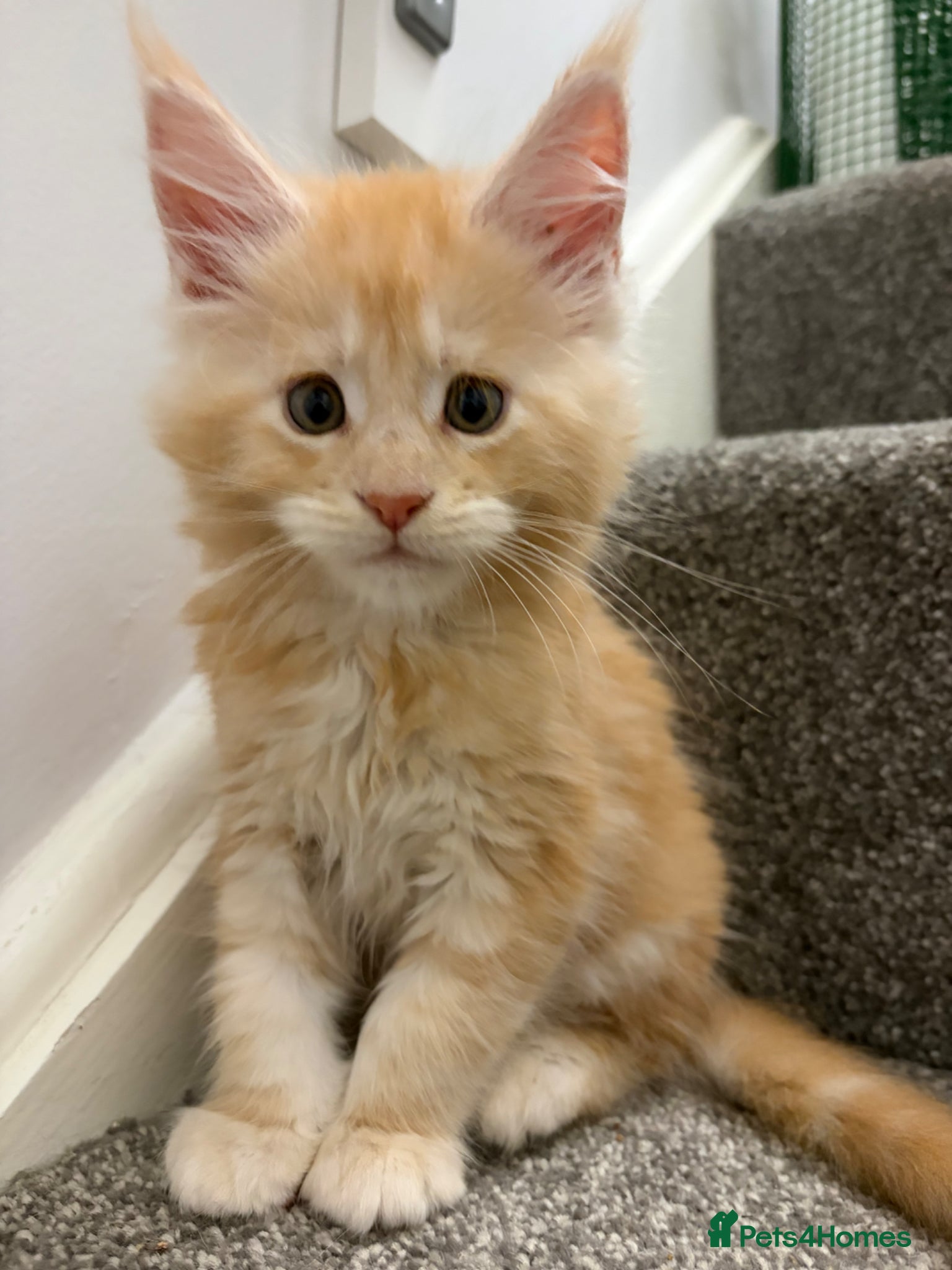 Maine Coon cats 🐈 ONLY ONE BOY LEFT! READY FRIDAY 29TH MAY!!! 🐈 - Advert 6