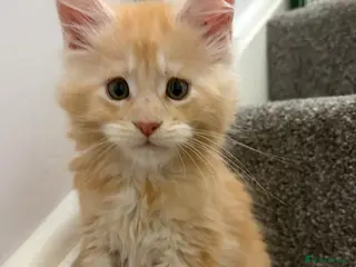 Maine Coon cats 🐈 ONLY ONE BOY LEFT! READY FRIDAY 29TH MAY!!! 🐈 - Advert 3