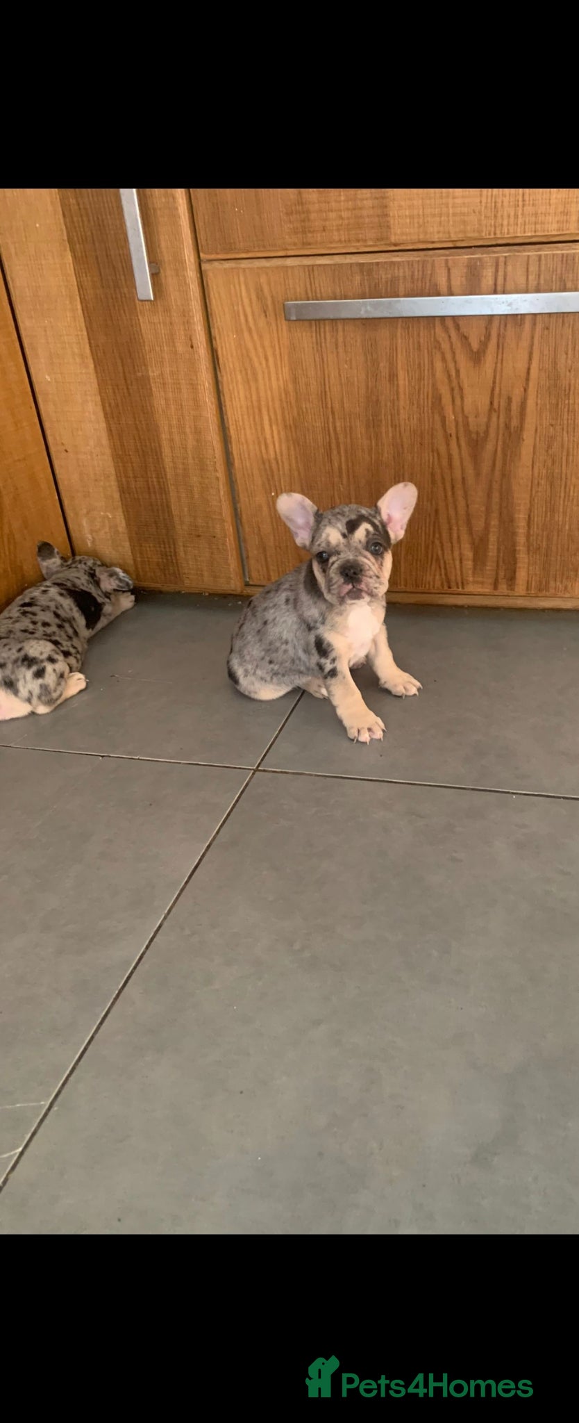 French Bulldog dogs for sale: French bulldog puppies  - Advert 6