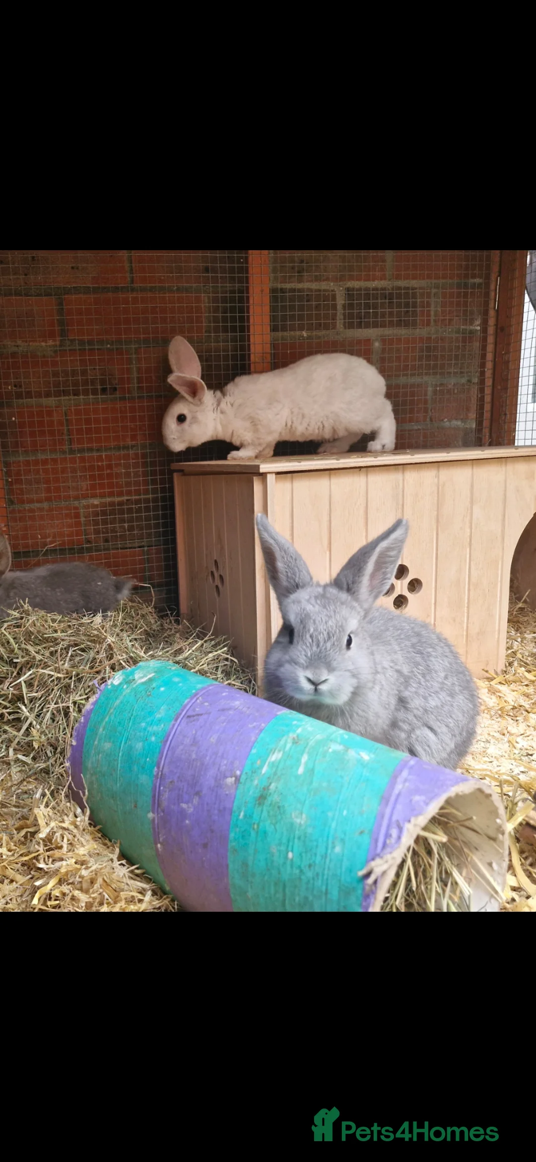 Mixed Breed rabbits for sale: Two 8 week old kits in Haywards Heath - Advert 10