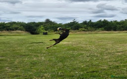 Dobermann dogs for sale: 2 Yr Old European Import Female Doberman  - Image 4