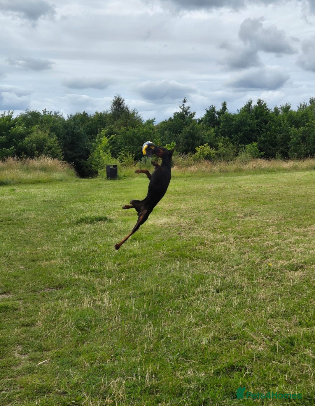 Dobermann dogs for sale: 2 Yr Old European Import Female Doberman  - Image 4