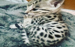 Savannah cats for sale: KIWANGA PEDIGREE F3 SAVANNAH KITTENS  - Image 13