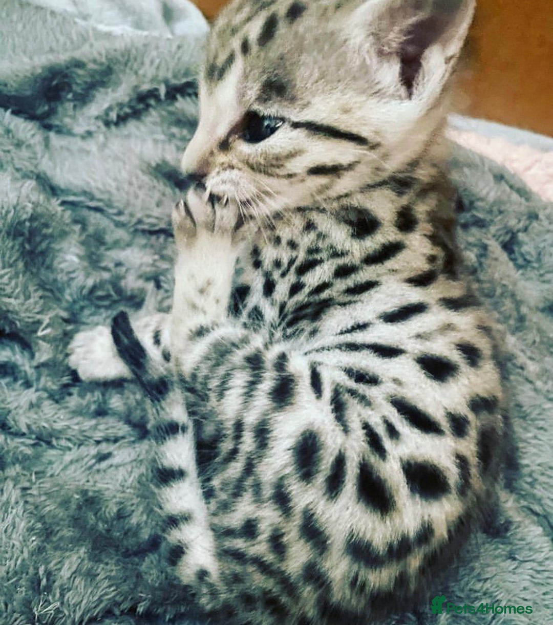 Savannah cats for sale: KIWANGA PEDIGREE F3 SAVANNAH KITTENS  - Image 13