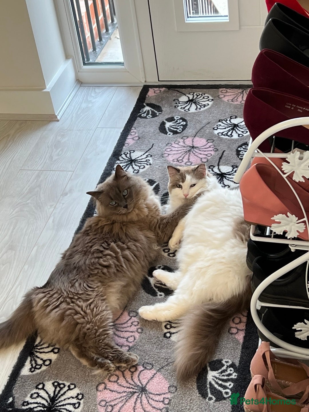 Ragdoll cats for sale: Loving Ragdoll Cats Looking for a New Home £500 in Bolton - Image 7