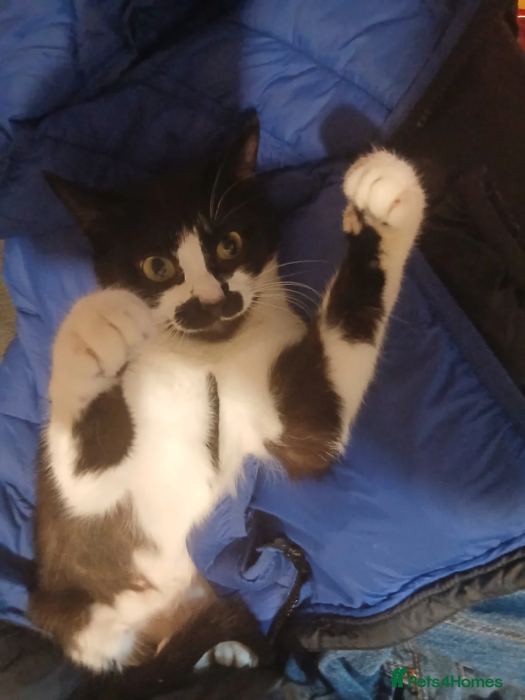 British Shorthair cats for sale: Meet my Millie  - Advert 1