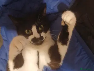 British Shorthair cats Meet my Millie - Advert 2