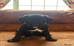 Mixed Breed dogs for sale: Bullador puppies  - Image 3