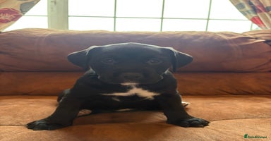 Mixed Breed dogs - Advert 5