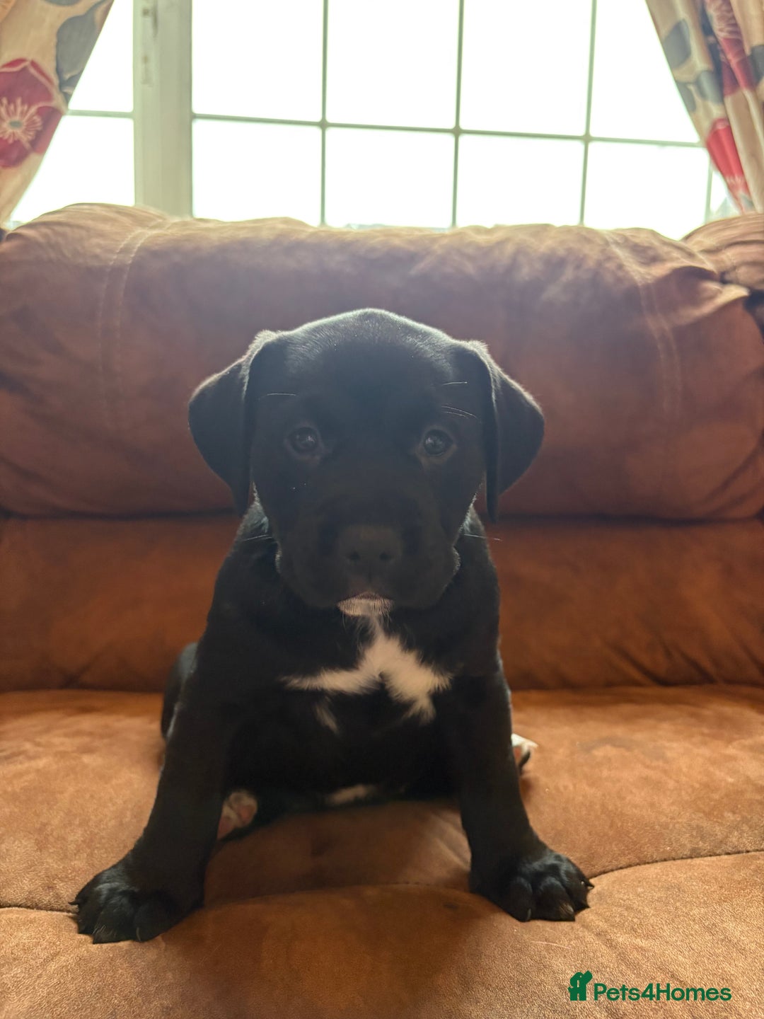 Mixed Breed dogs for sale: Bullador puppies  - Image 3