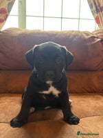 Mixed Breed dogs - Advert 12