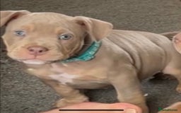 American Bully dogs for sale: Pocket bullies  ready to leave!! (Reduced) - Image 20