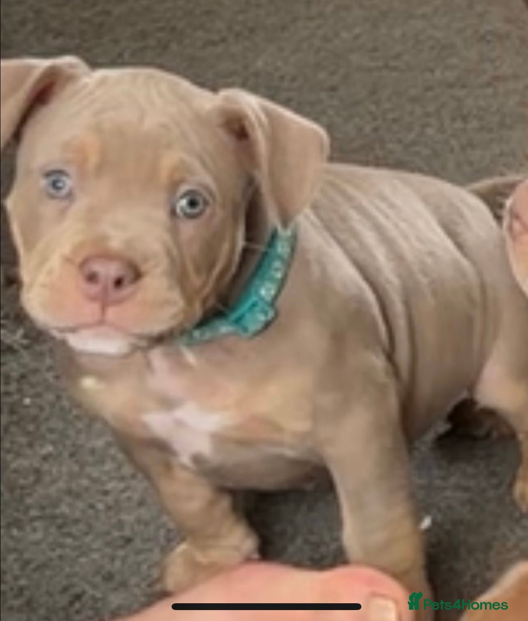 American Bully dogs for sale: Pocket bullies  ready to leave!! (Reduced) - Image 20