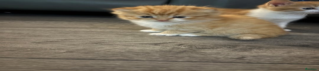 Maine Coon Kitten 4