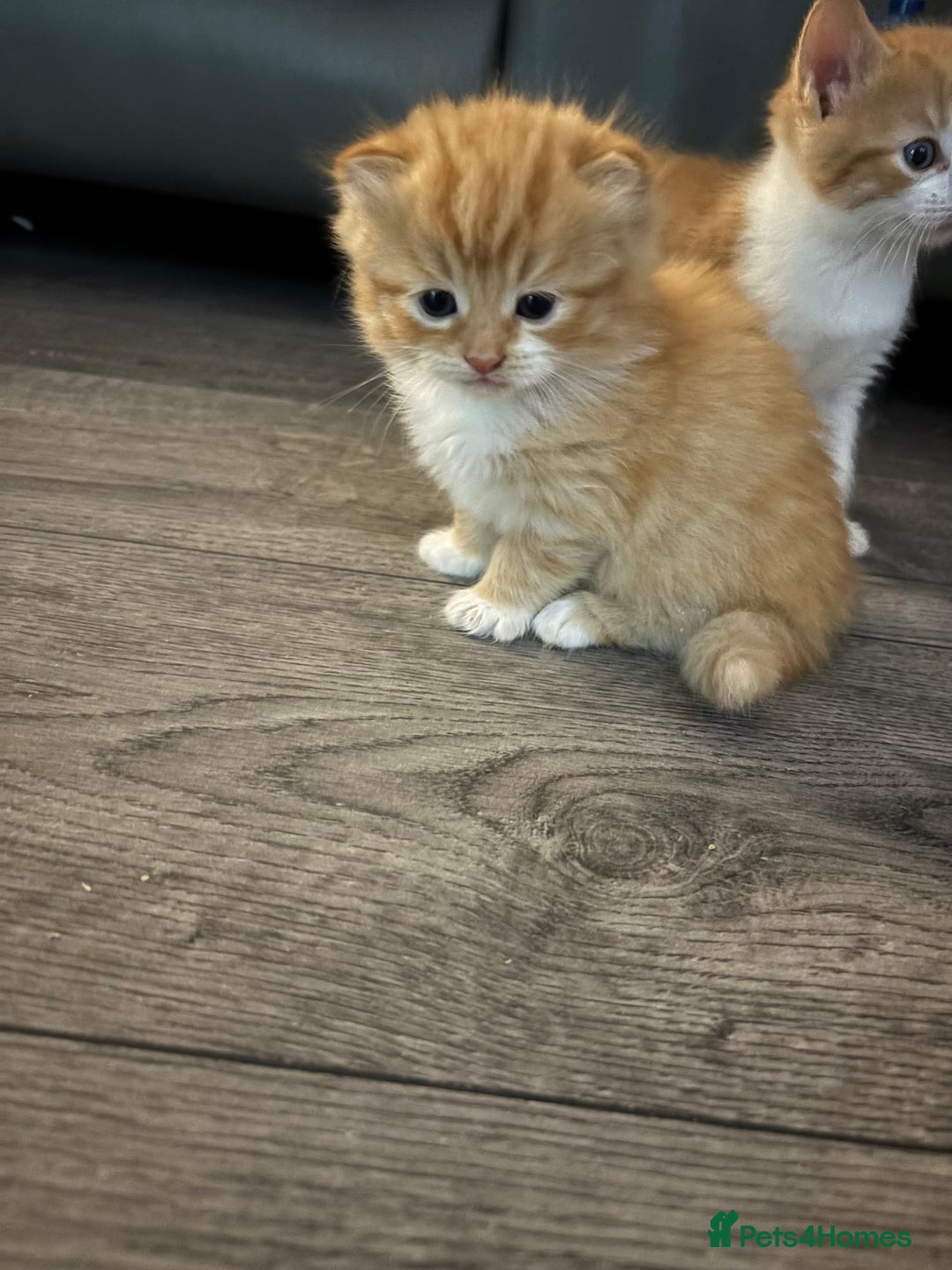 Maine Coon cats for sale: Kitten for sale £200 - Image 4