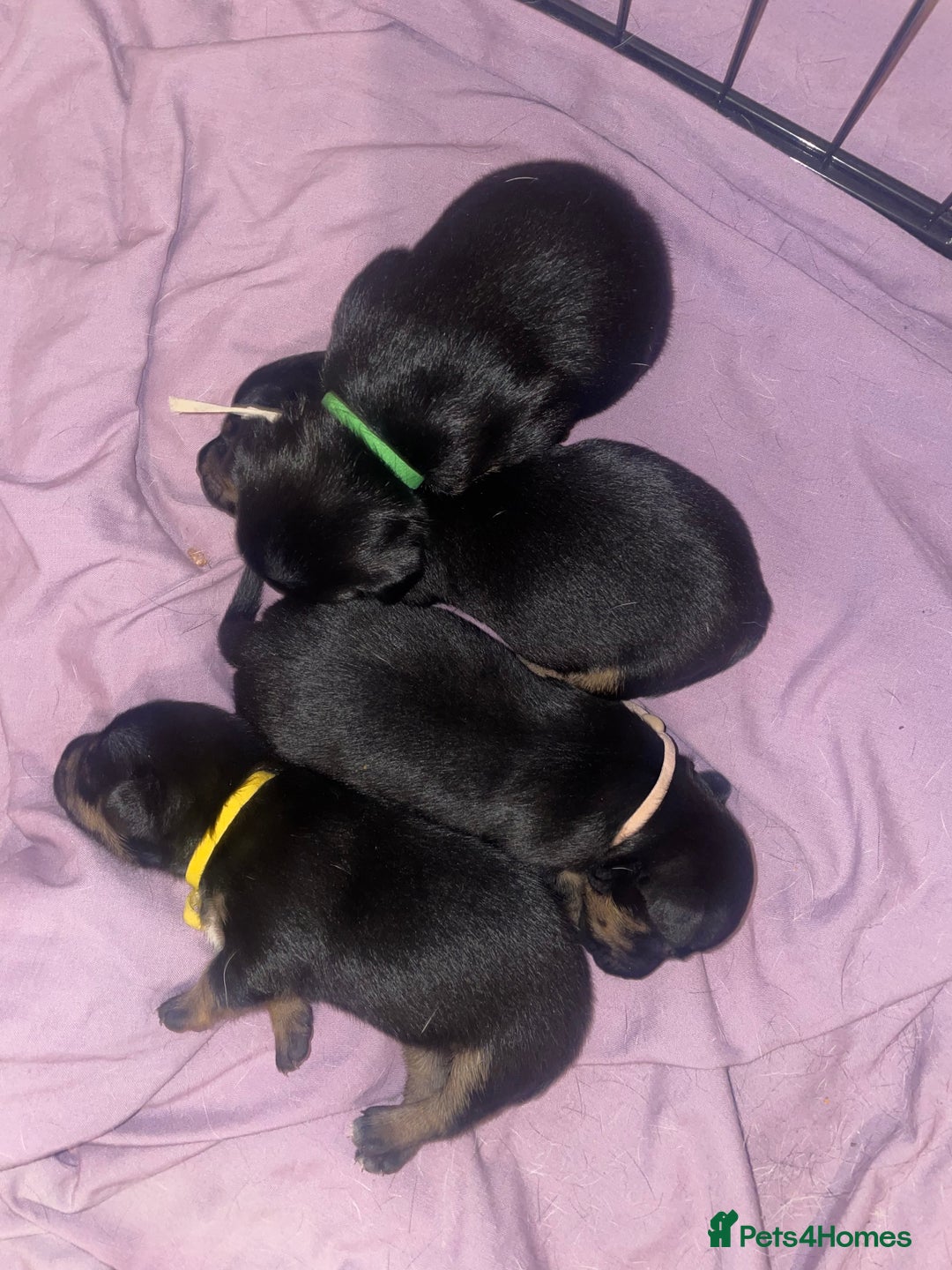 Jack Russell dogs for sale: Jack Russell Puppies - Advert 14