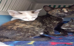 European cats for adoption: Tortoiseshell female Kitten - Image 10