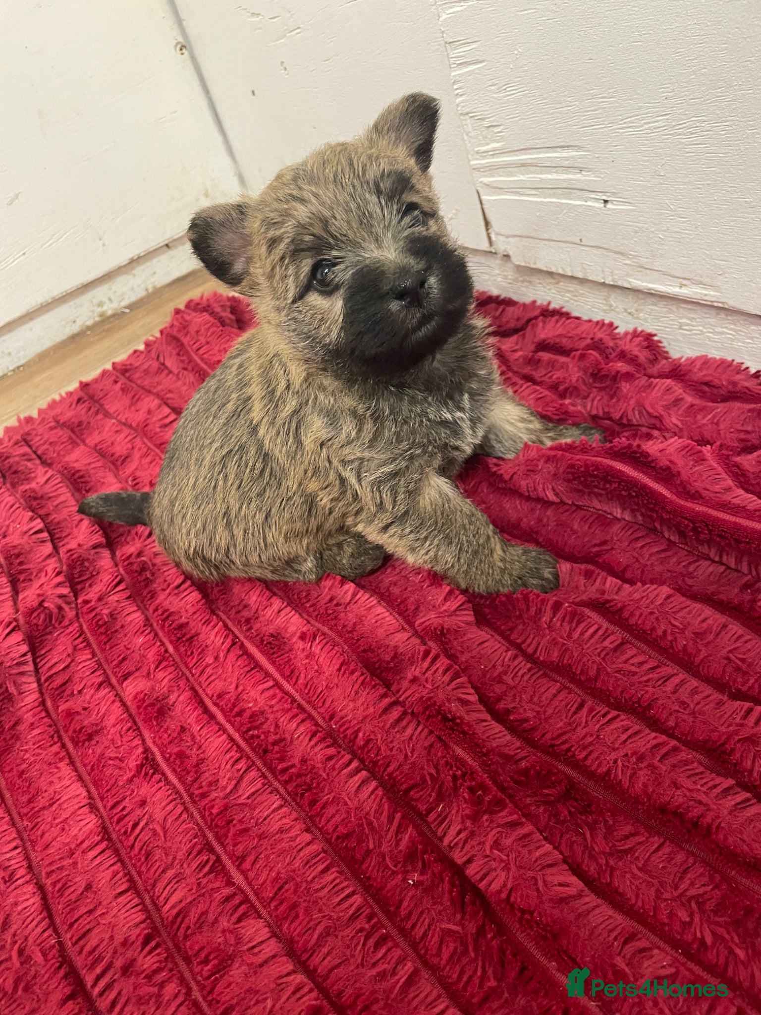 Cairn Terrier dogs Quality litter of Pure bred Cairn Terrier Puppies  - Advert 2