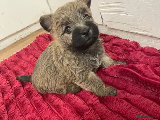Cairn Terrier dogs Quality litter of Pure bred Cairn Terrier Puppies - Advert 2