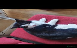 British Shorthair cats for sale: Female kitten - Image 2